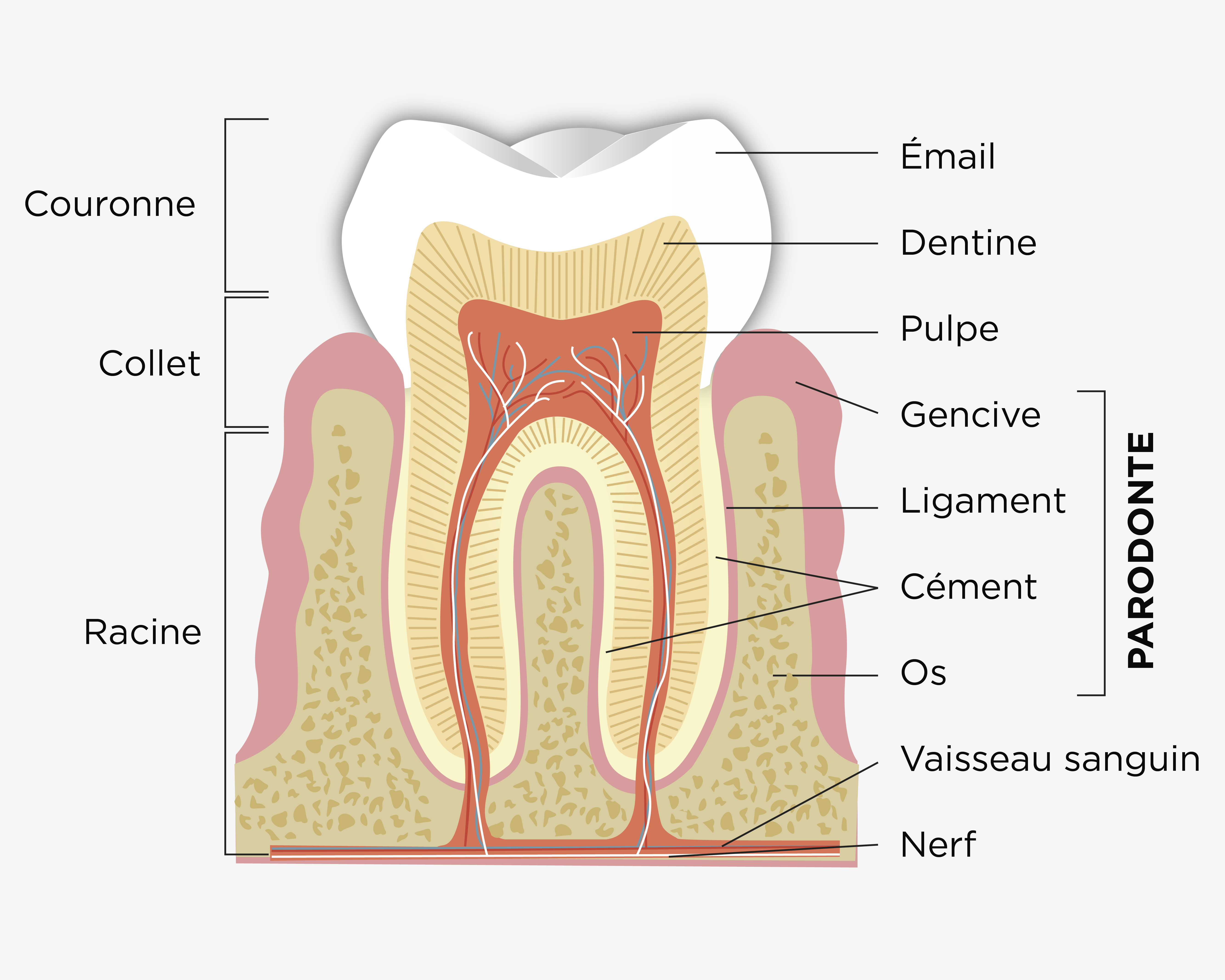 anatomie de la dent