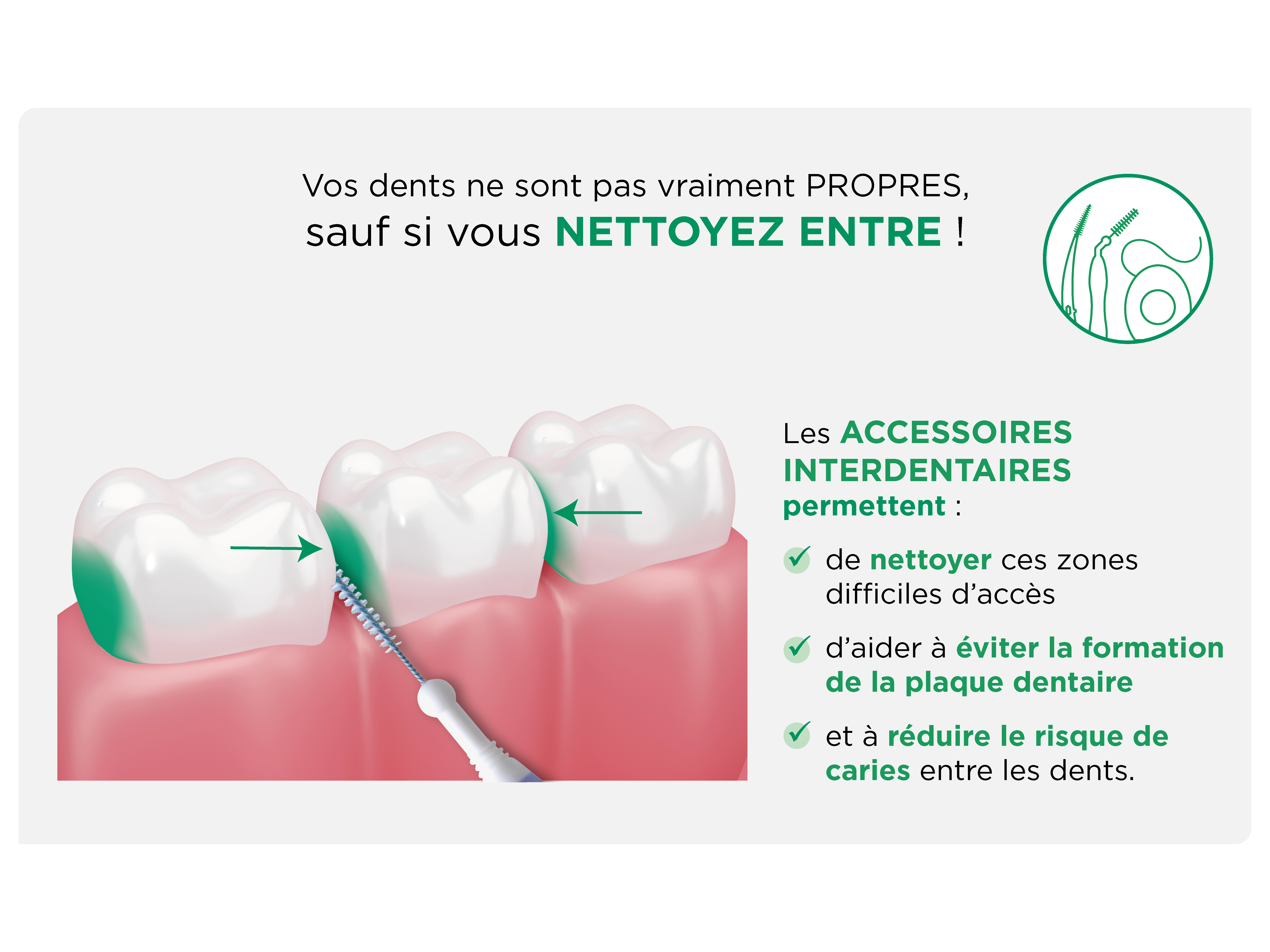 Illustration d'une brossette nettoyant les espaces entre les dents, zones difficiles d'accès avec une brosse à dents