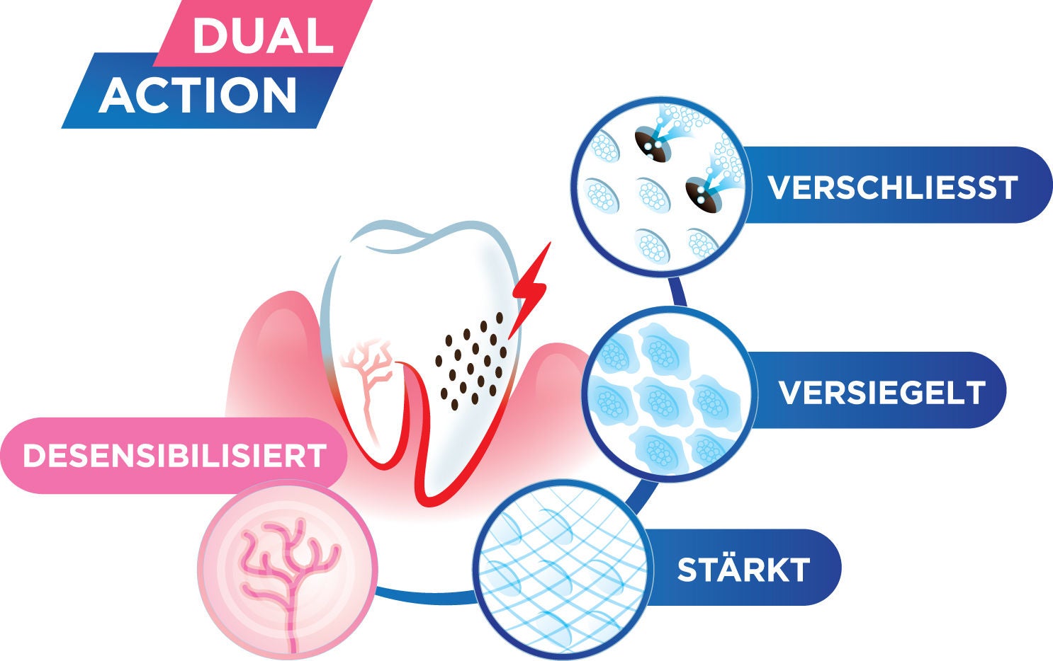 GUM-Dual-Action-Graph-DE