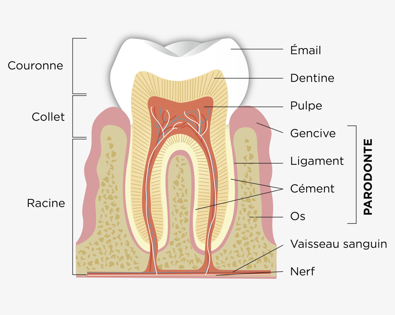Dents sensibles causes, solutions et prévention