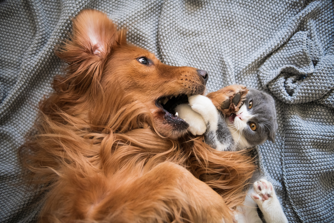 Tandpleje for hunde og katte